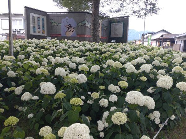 北播磨の初夏の花情報
