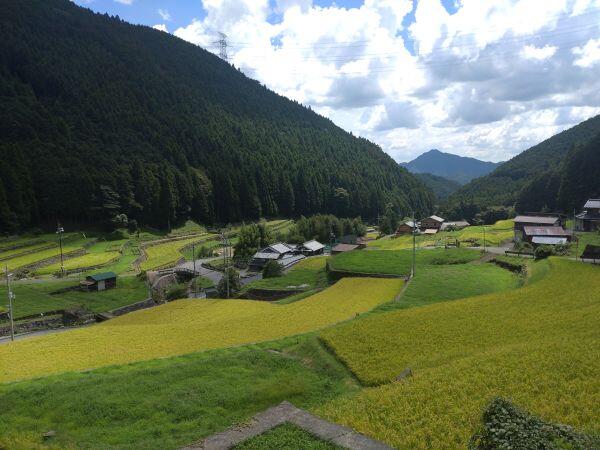 実りを迎えた棚田の里　岩座神