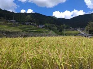 岩座神　稲刈り前 (2).jpg