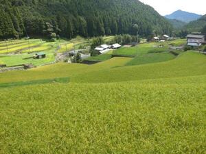 岩座神　稲刈り前 (4).jpg