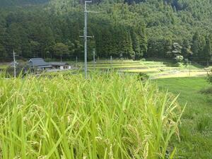 岩座神　稲刈り前 (3).jpg