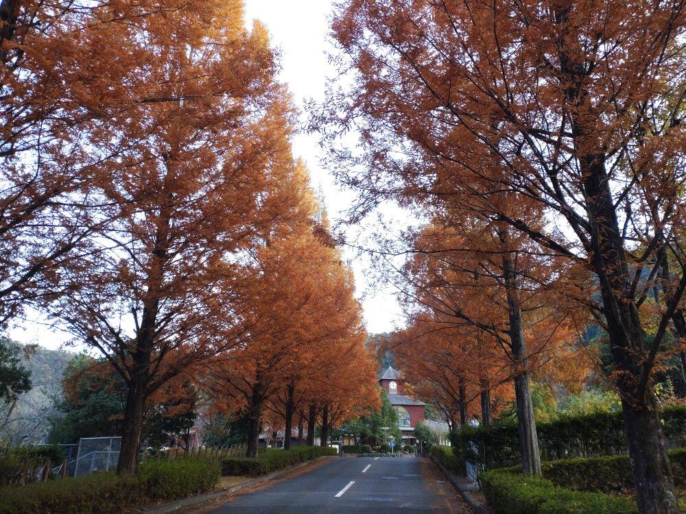 北はりまの紅葉⑤西脇市黒田庄町