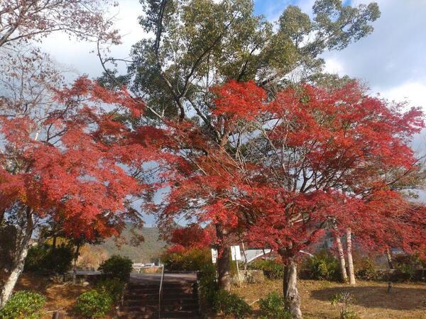 231120童子山公園 (1).jpg