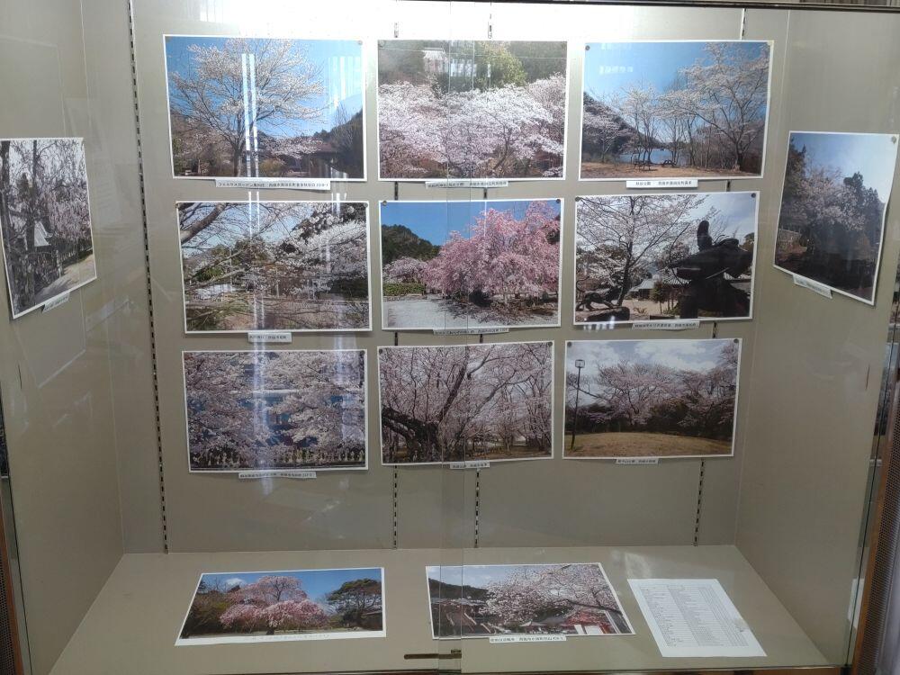 3月のショーケース展示：北はりまの桜①西脇市
