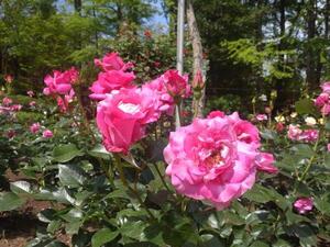 240520多可町余暇村公園 (2).jpg