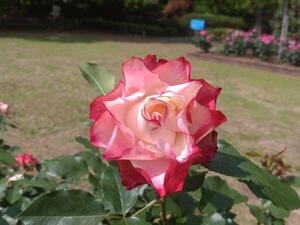 240520多可町余暇村公園 (5).jpg
