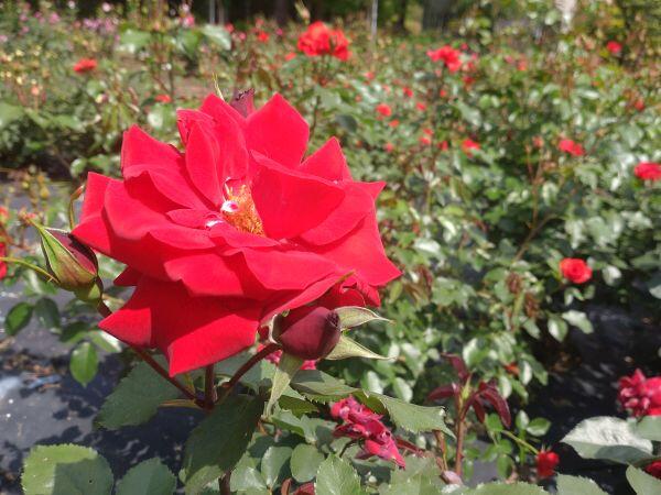 多可町余暇村公園のバラが見頃です