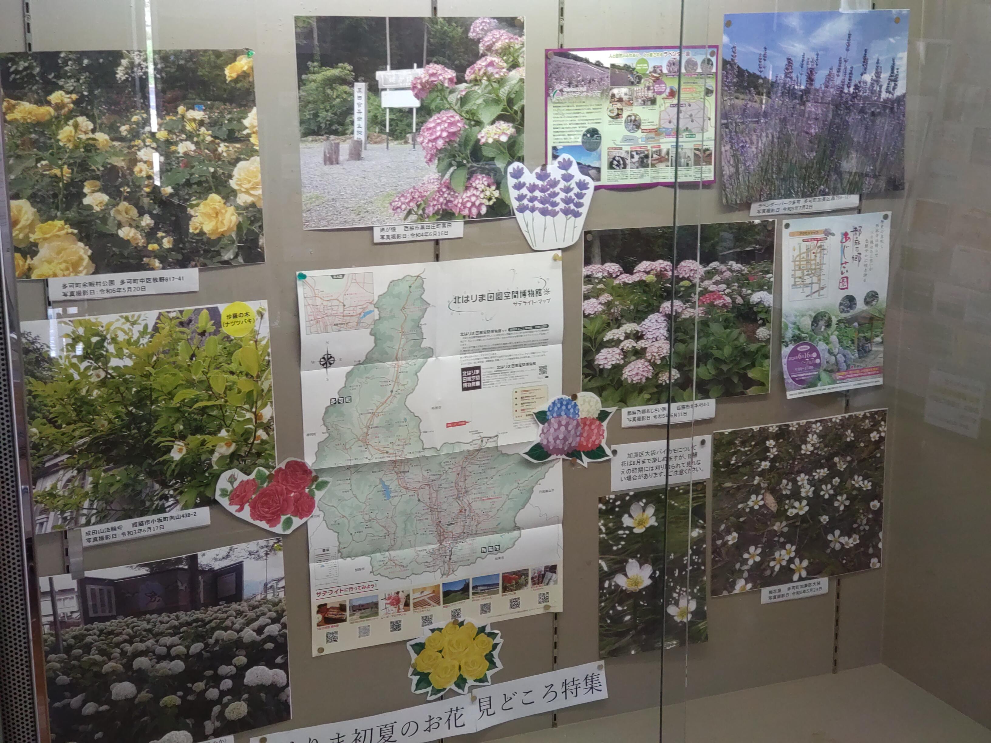 6月のショーケース展示：初夏の花