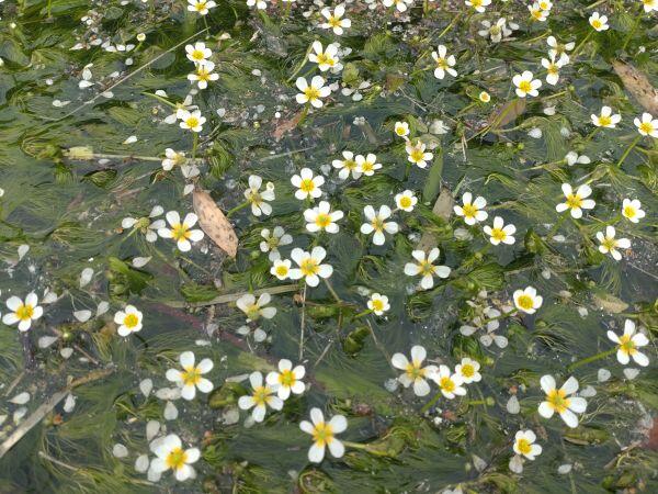 多可町　初夏の花