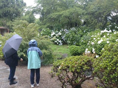 240623　【レポート】あじさいハイキング