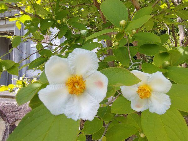 今年もナツツバキが咲きました：成田山