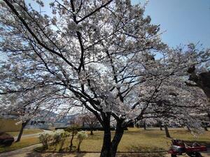 250407中央公園 (2).jpg