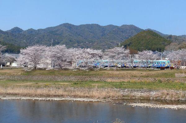 北はりまの桜情報①　西脇市