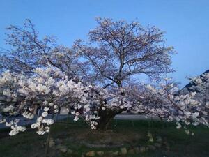 250406夫婦桜 (1).jpg