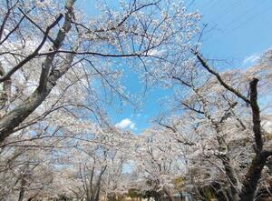 250407西脇公園.jpg