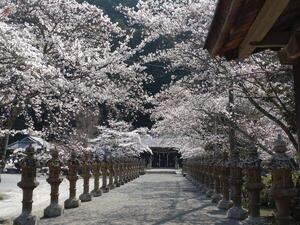 250407大歳金刀比羅神社 (1).jpg