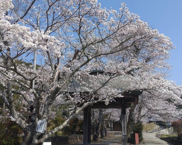 北はりまの桜情報③　多可町