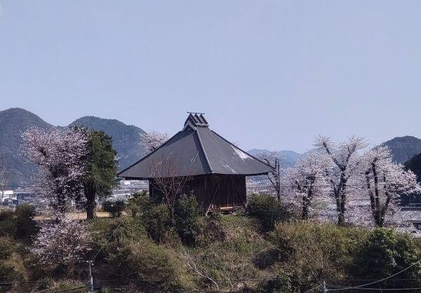 北はりまの桜情報②　西脇市黒田庄町