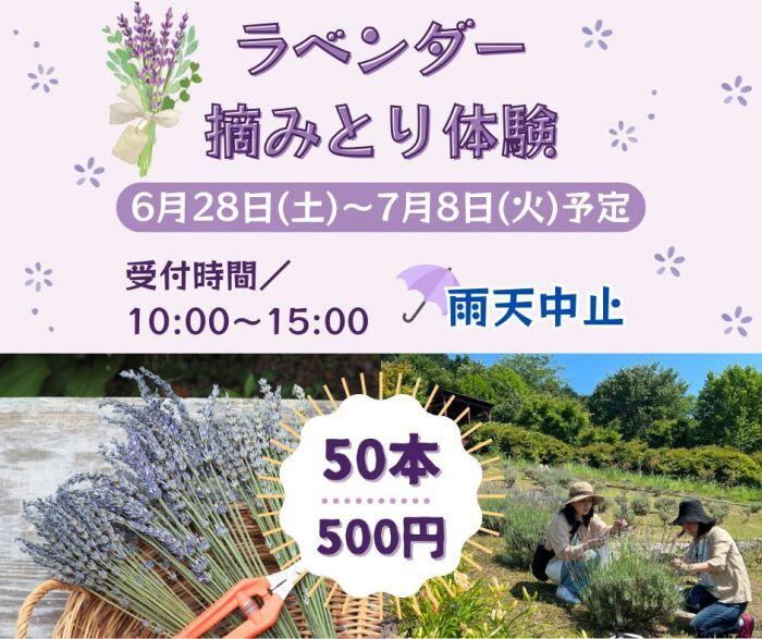 6/28~7/8　ラベンダー摘みとり体験：ラベンダーパーク多可