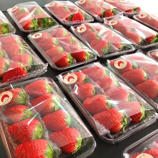 イチゴちゃんさま専用 かわいやいちごページ いちご。ページ いちごページ いちごページ 椿