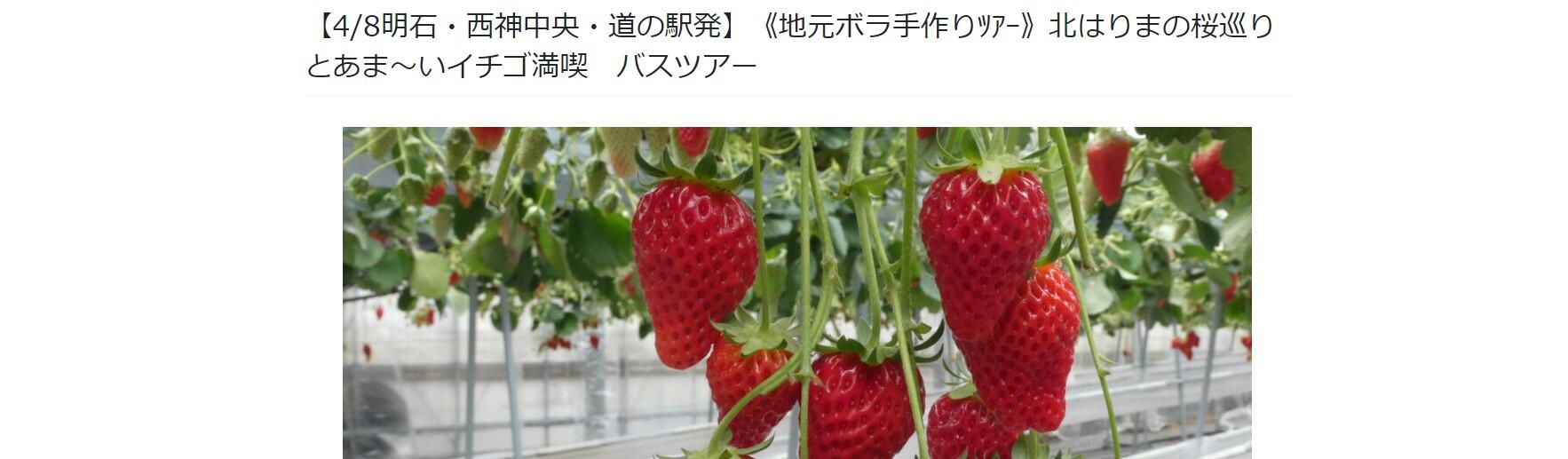 4/8イチゴとさくらツアー