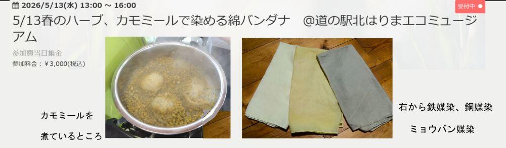 5/13カモミール染め